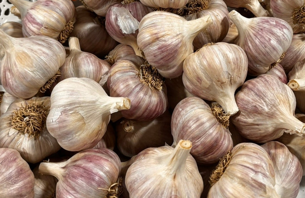 Amish Rocambole
