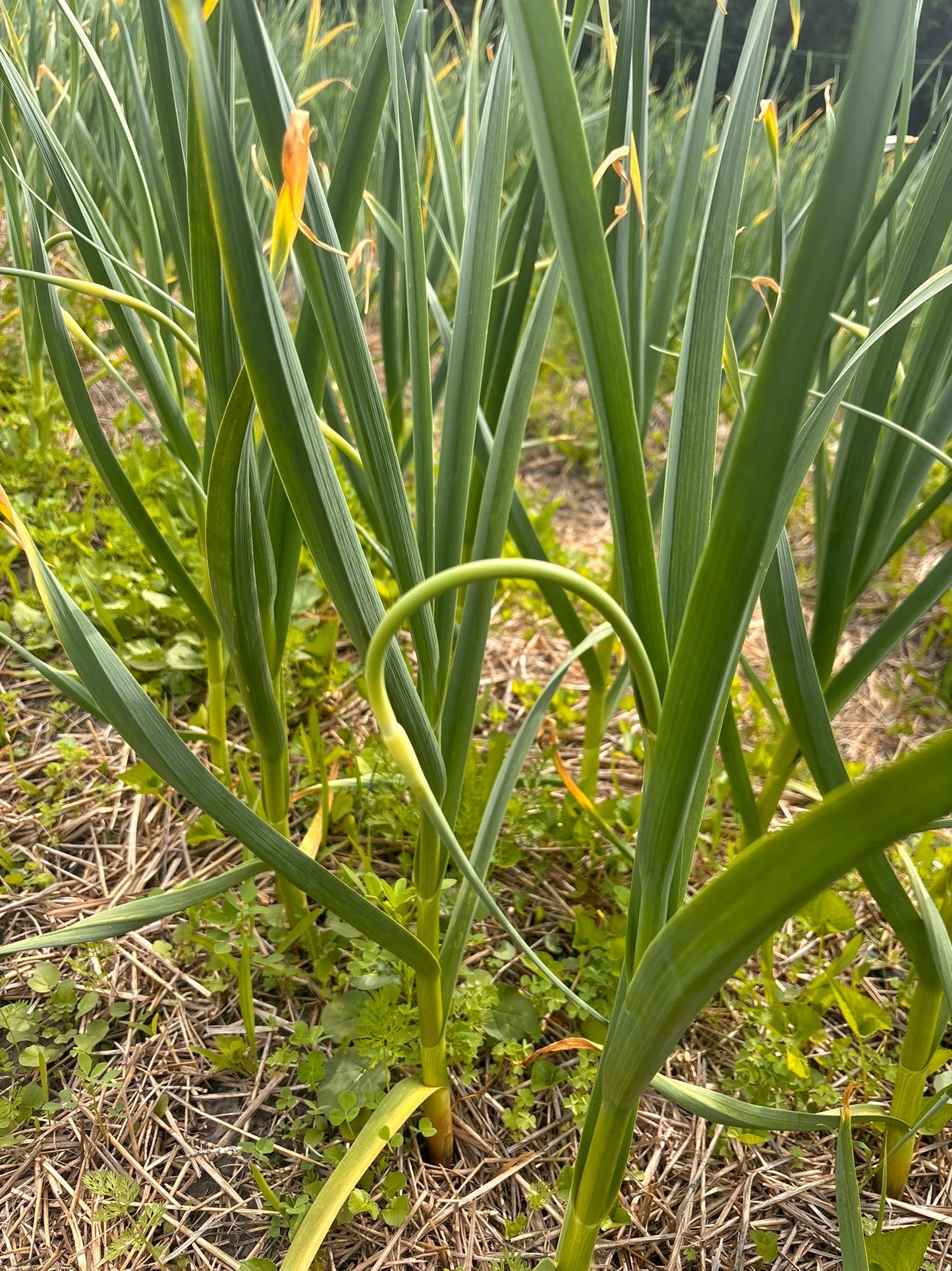 Scapes