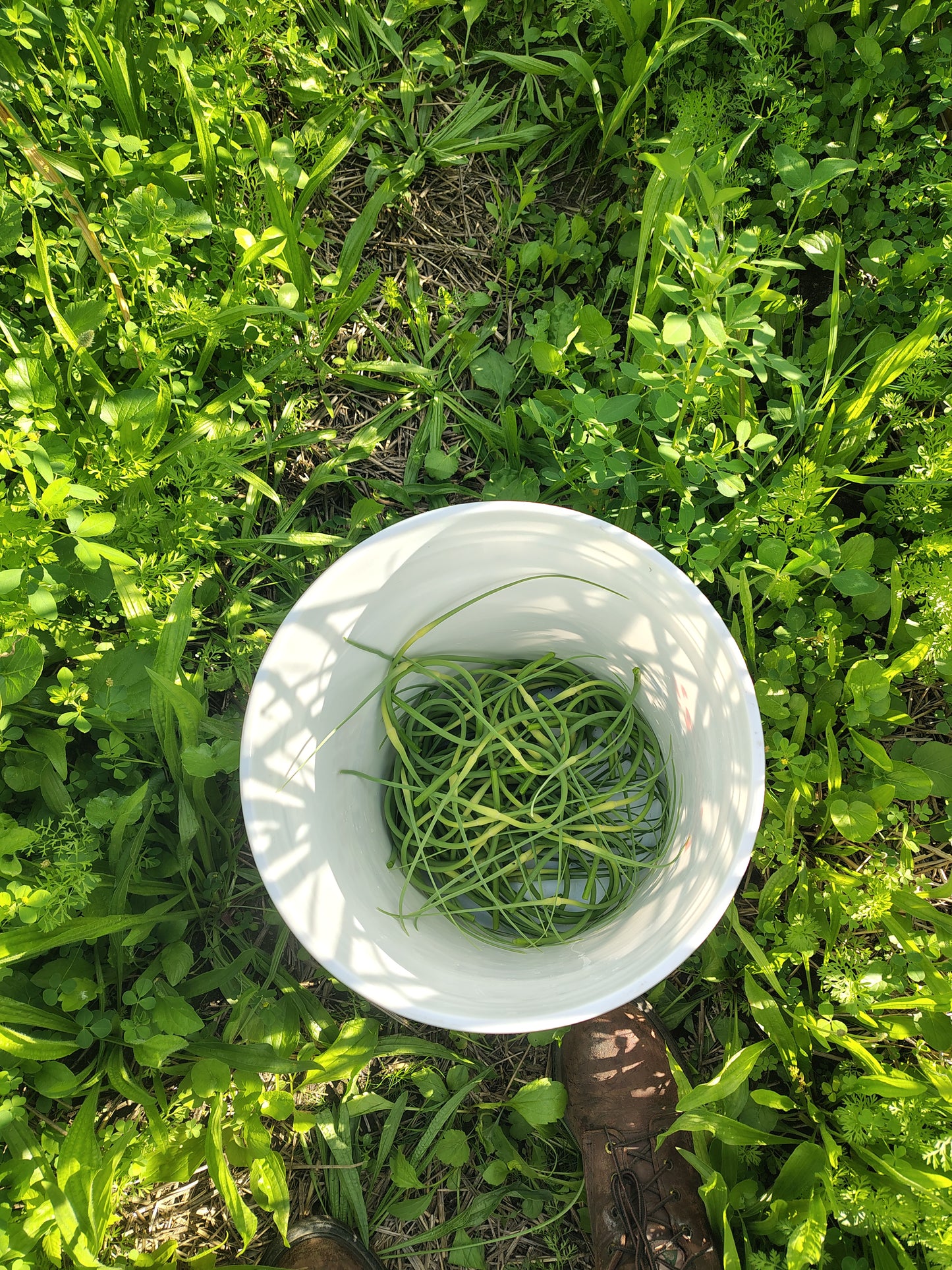 Scapes